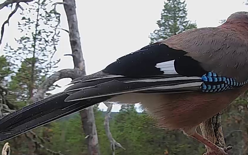 Best image of Eurasian jay