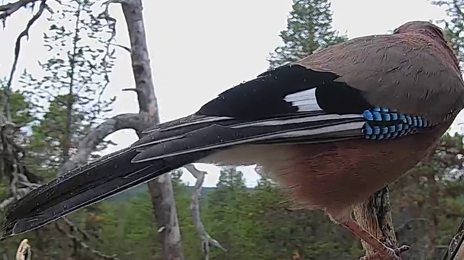 Best image of Eurasian jay