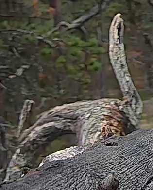 Best image of Helmeted guineafowl