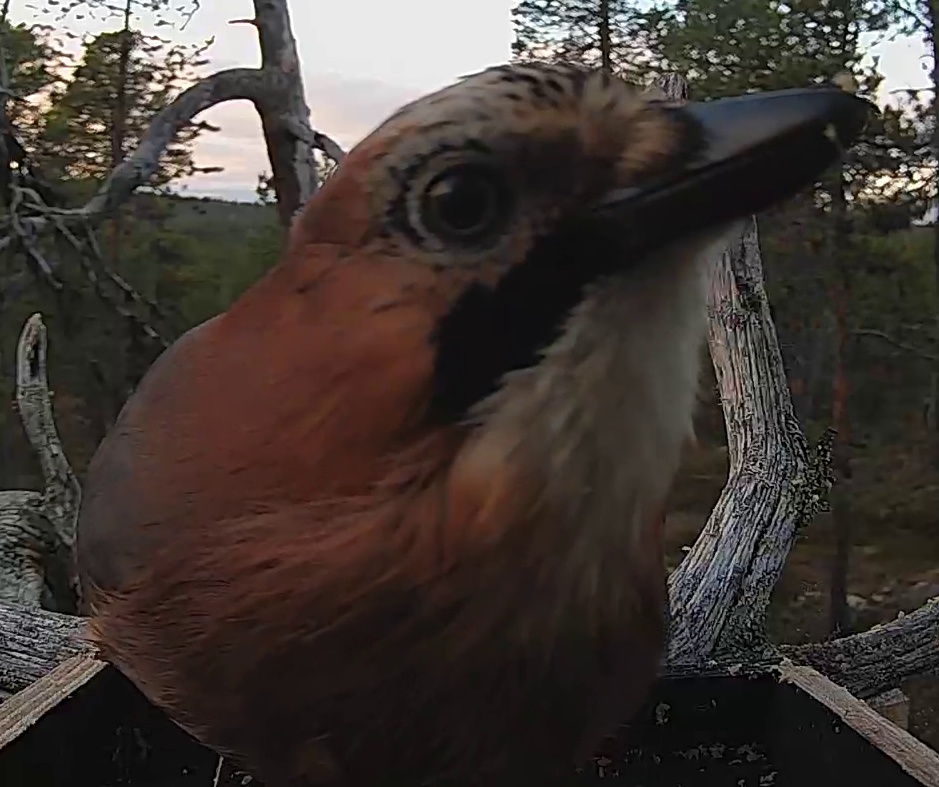 Best image of Eurasian jay