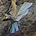 Best image of Azure tit
