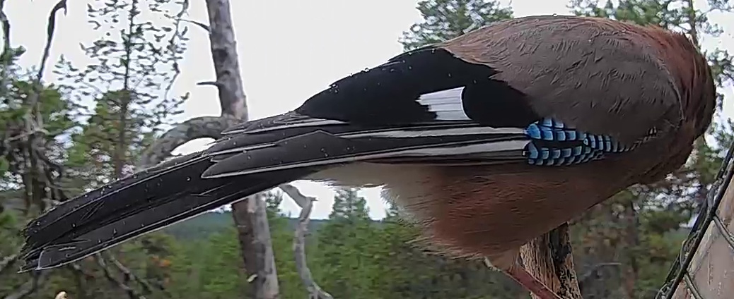 Best image of Eurasian jay