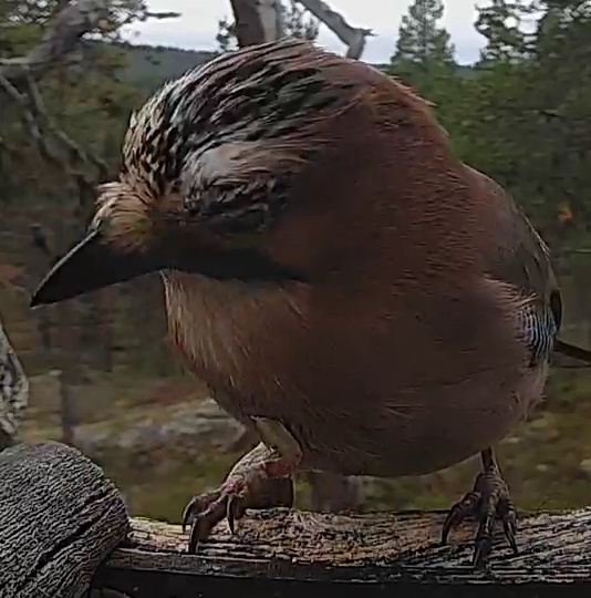 Best image of Eurasian jay