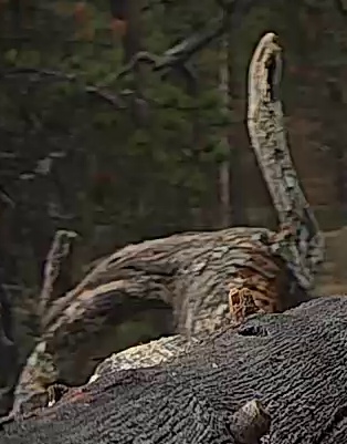 Best image of Helmeted guineafowl