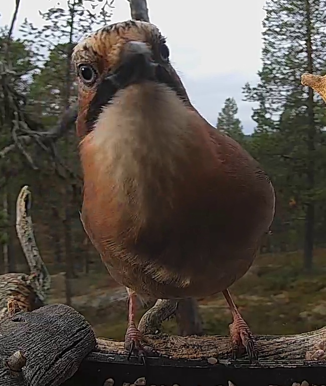 Best image of Eurasian jay