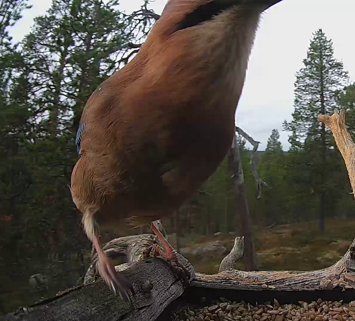 Best image of Eurasian jay