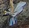 Best image of Azure tit