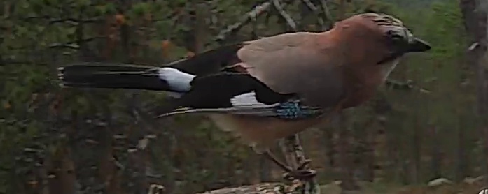 Best image of Eurasian jay