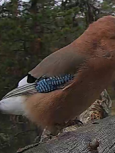 Best image of Eurasian jay