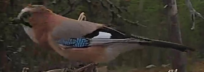 Best image of Eurasian jay