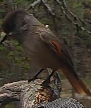 Best image of Siberian jay