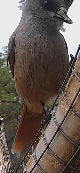Best image of Siberian jay