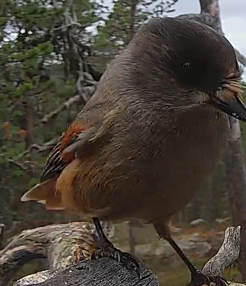 Best image of Siberian jay