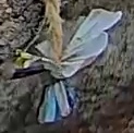 Best image of Azure tit