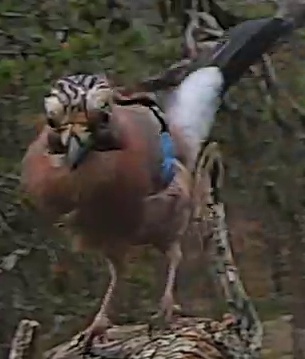 Best image of Eurasian jay