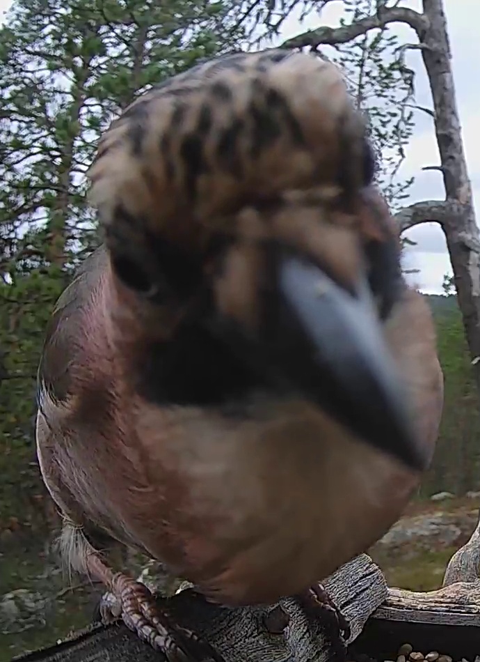 Best image of Eurasian jay