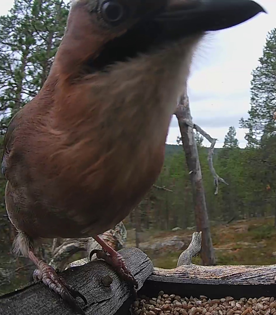 Best image of Eurasian jay