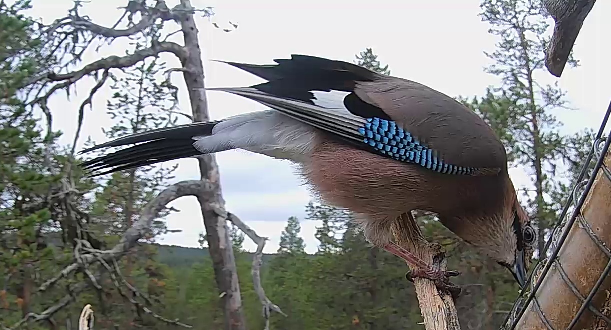 Best image of Eurasian jay