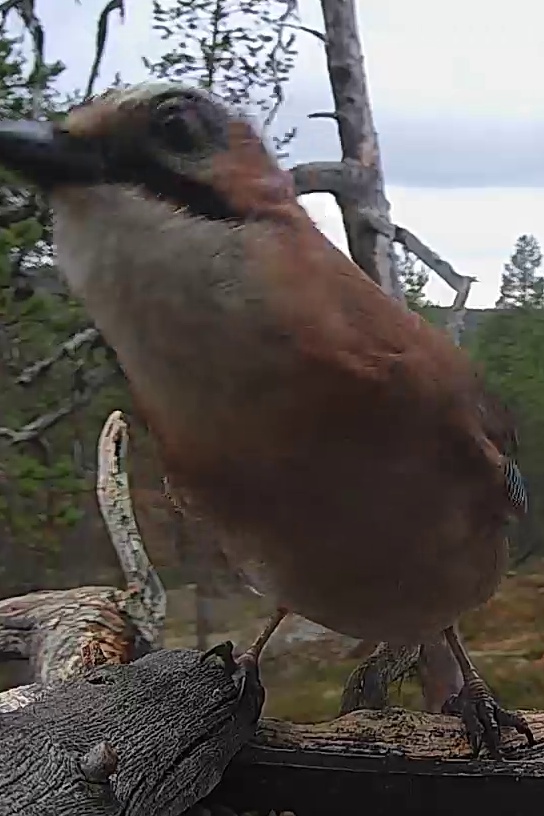Best image of Eurasian jay