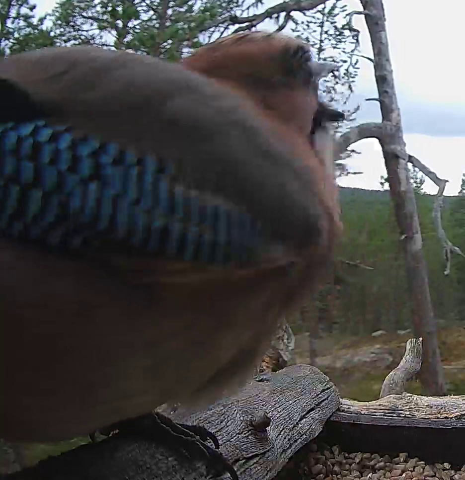 Best image of Eurasian jay