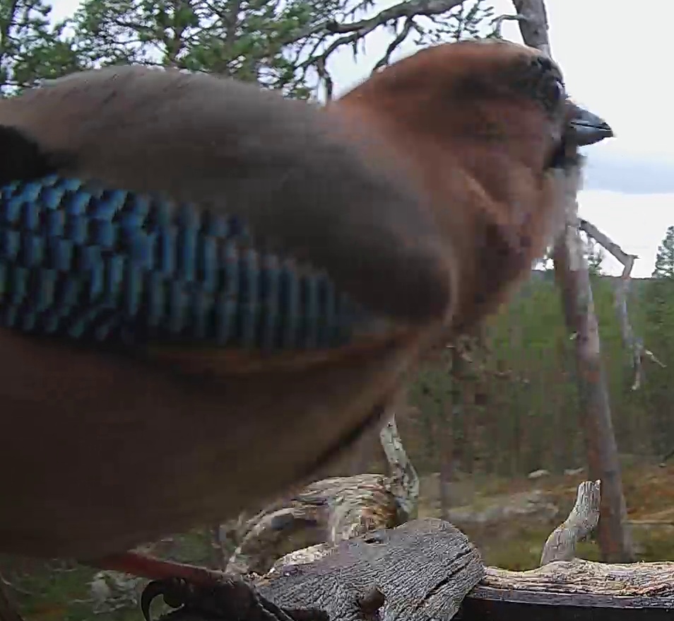 Best image of Eurasian jay