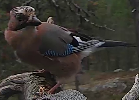 Best image of Helmeted guineafowl