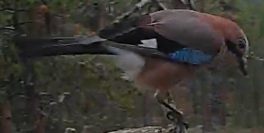 Best image of Eurasian jay