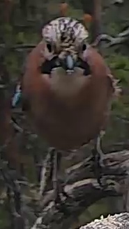Best image of Eurasian jay