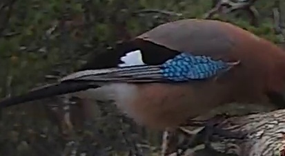Best image of Eurasian jay