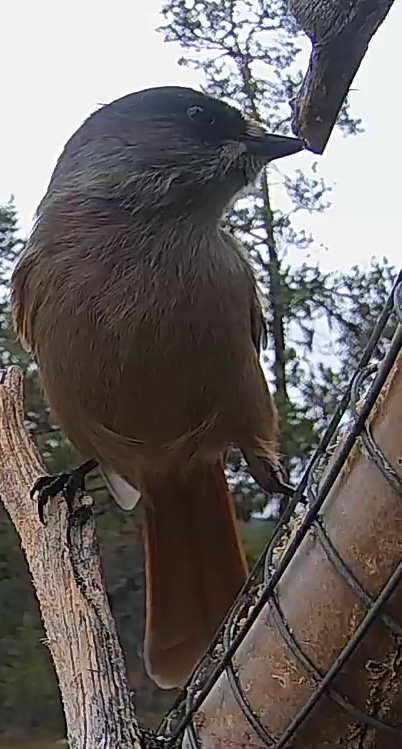 Best image of Siberian jay