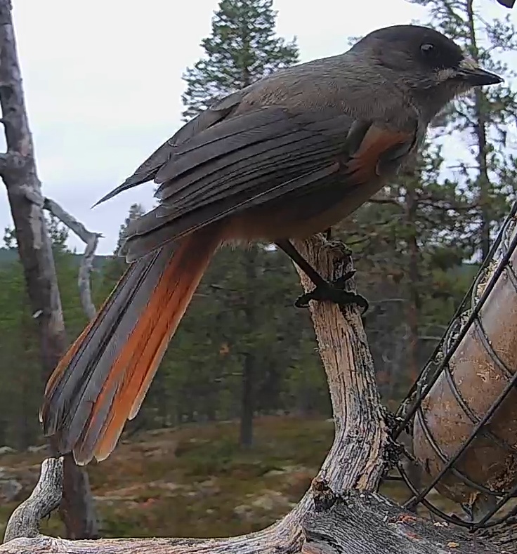 Best image of Siberian jay