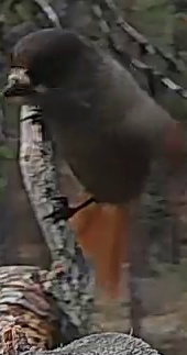 Best image of Hawfinch