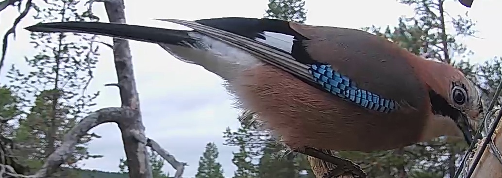Best image of Eurasian jay