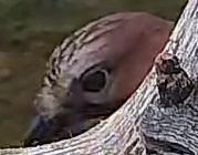 Best image of Pallid scops owl