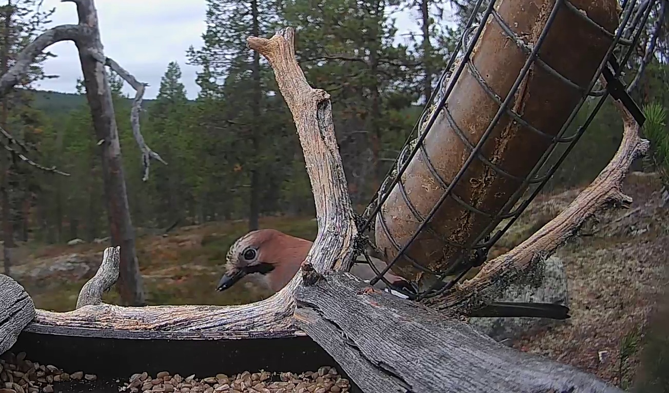 Best image of Eurasian jay