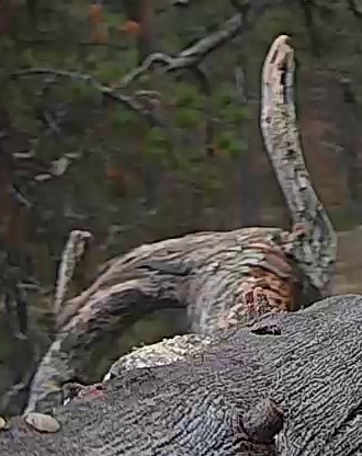 Best image of Helmeted guineafowl