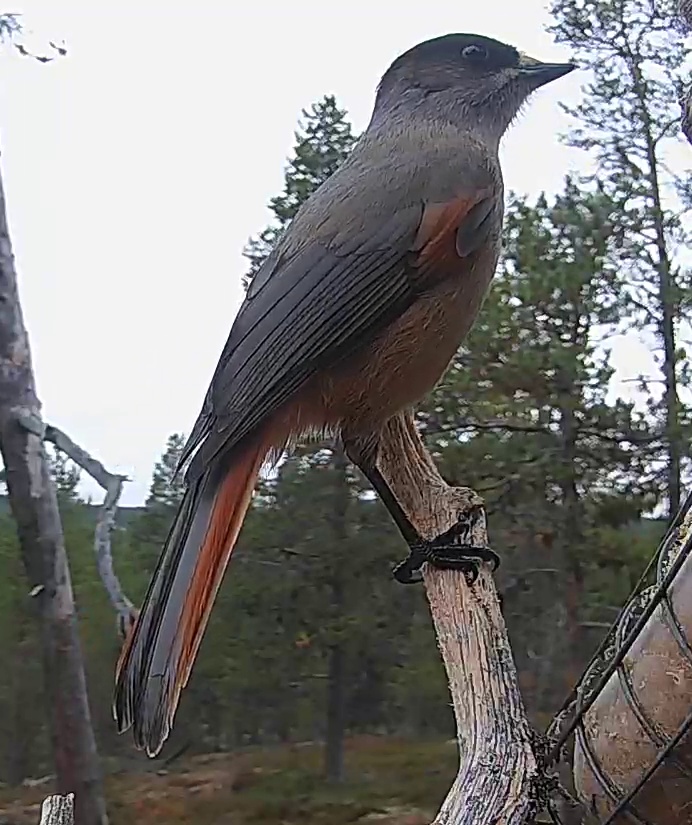 Best image of Siberian jay