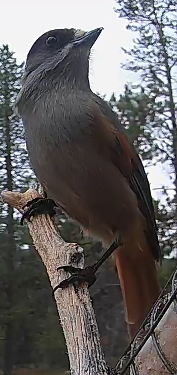 Best image of Siberian jay