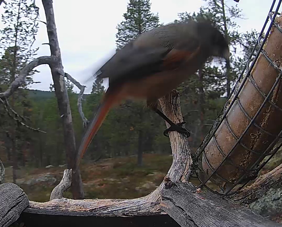 Best image of Siberian jay