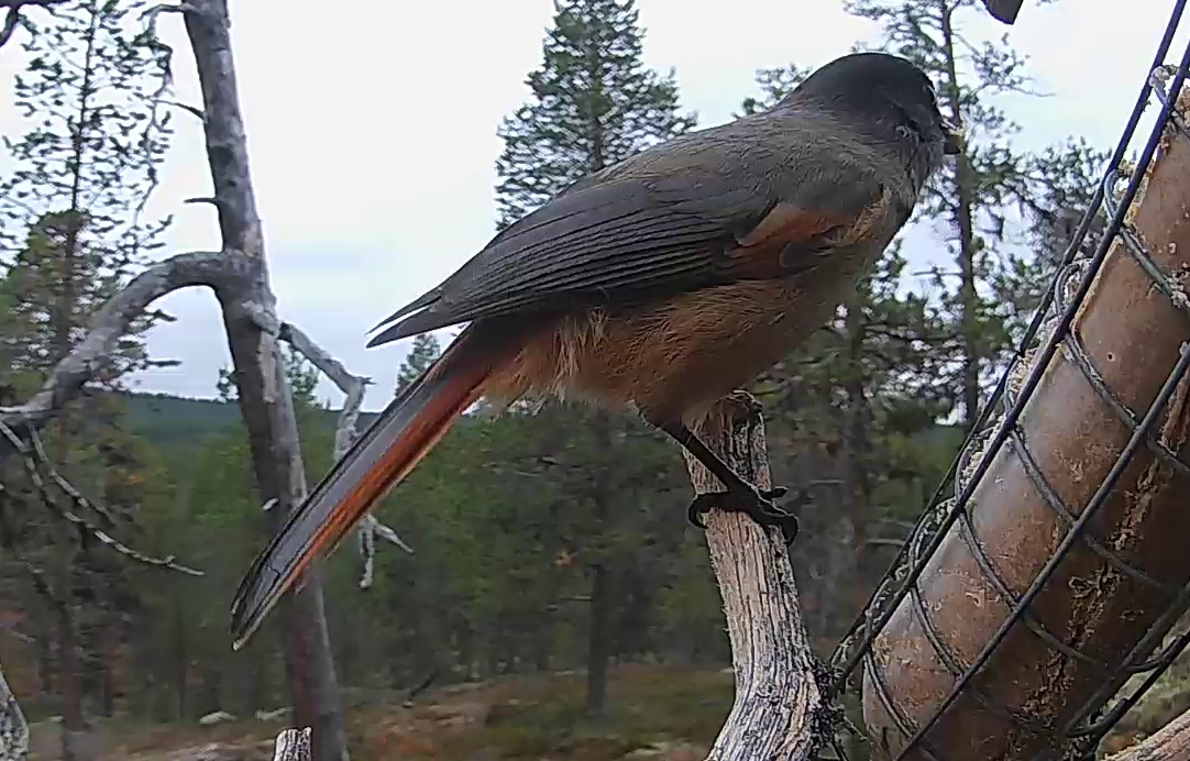 Best image of Siberian jay