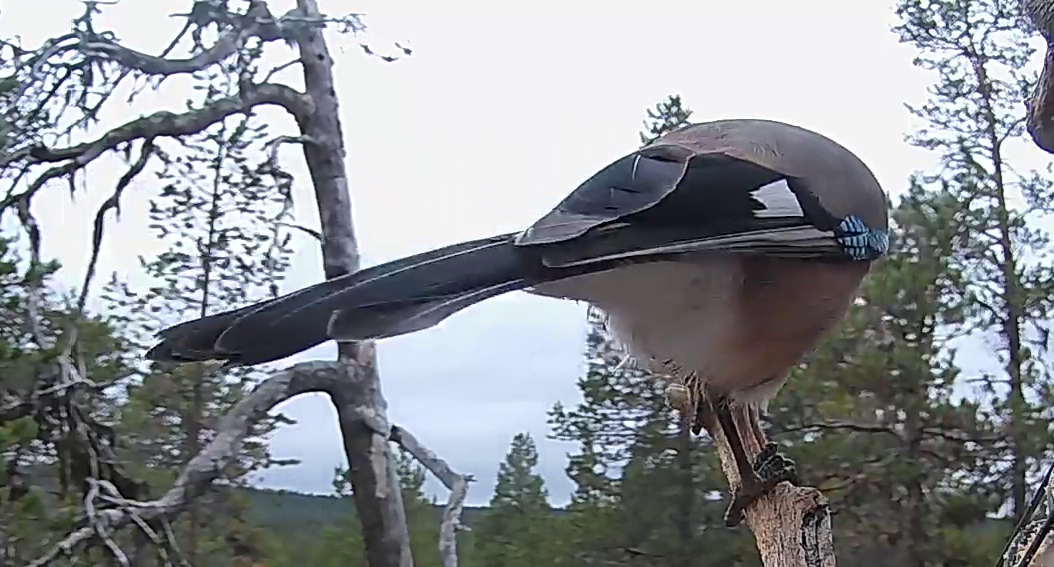 Best image of Eurasian jay