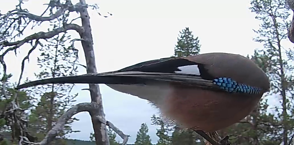 Best image of Eurasian jay