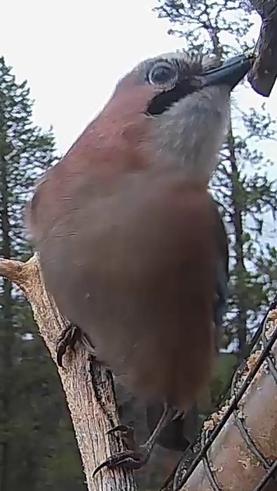Best image of Eurasian jay