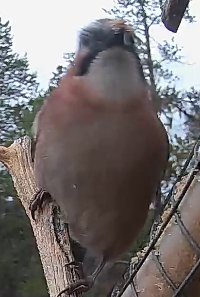 Best image of Eurasian bullfinch