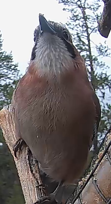 Best image of Eurasian jay