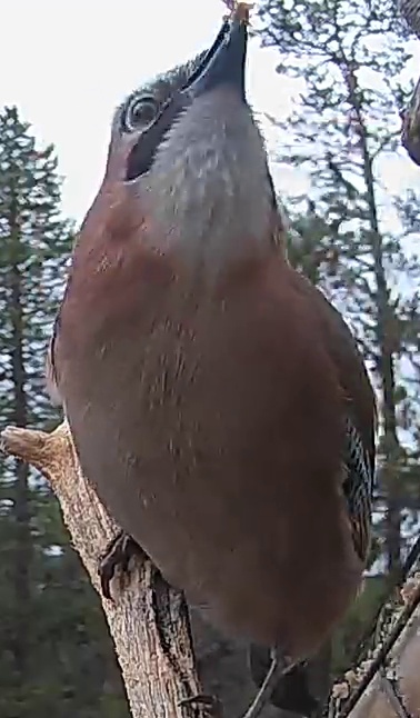 Best image of Eurasian jay