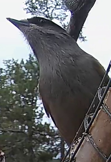 Best image of Spotless starling