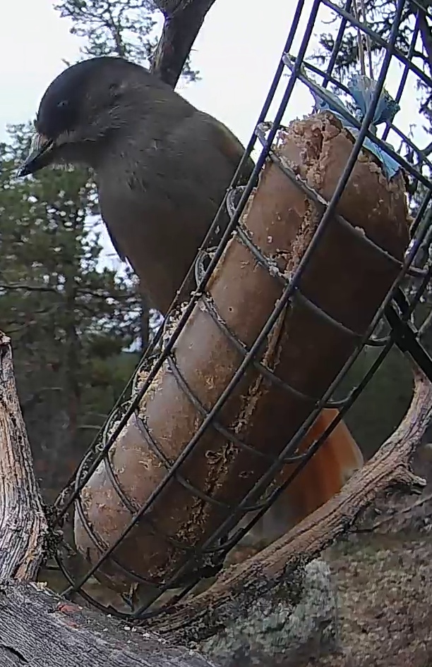 Best image of Siberian jay