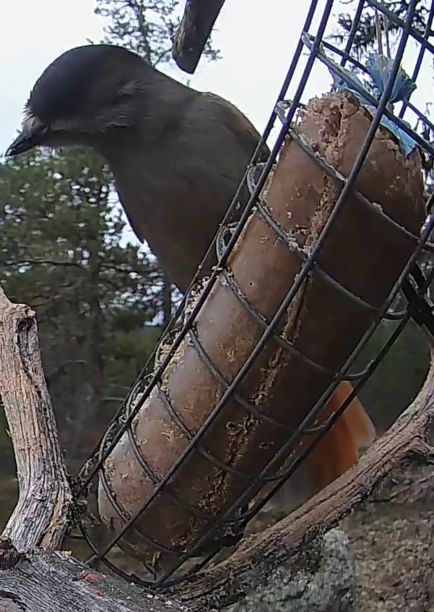 Best image of Siberian jay