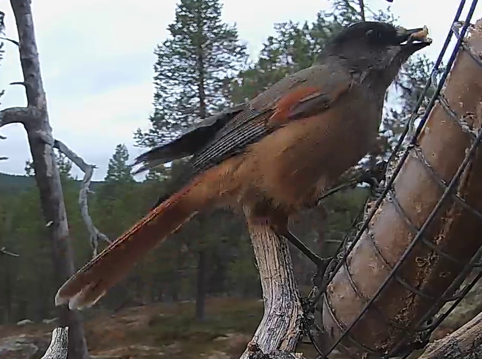 Best image of Siberian jay